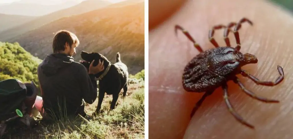 How to Keep Ticks Off Dogs While Hiking