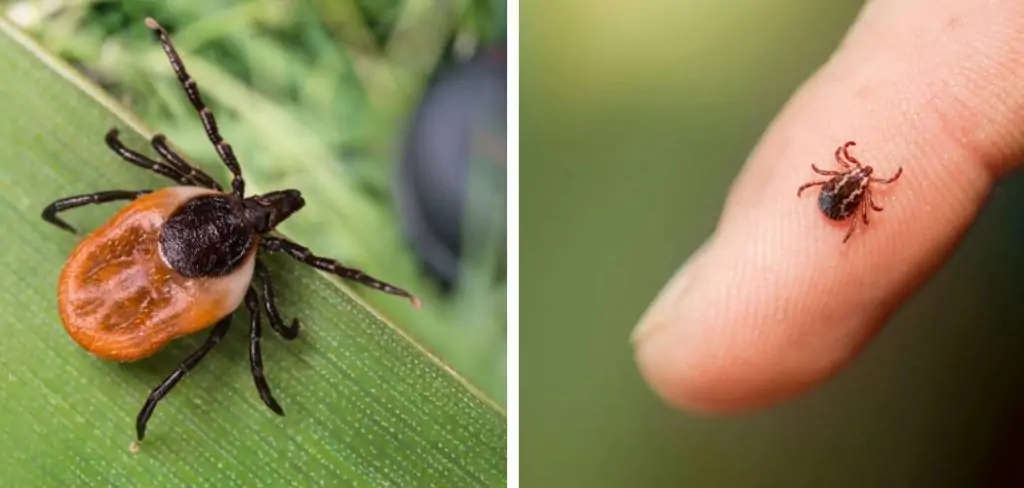 How to Prevent Tick Bites While Hiking