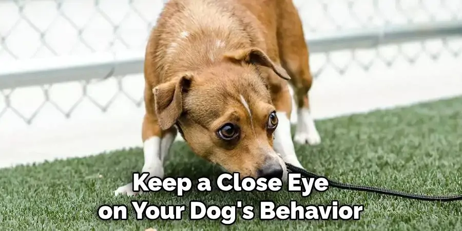 Keep a Close Eye on Your Dog's Behavior